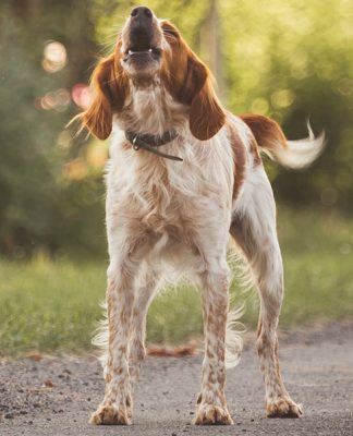 How to Stop Excessive Dog Barking-petsourcing