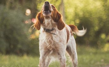 How to Stop Excessive Dog Barking-petsourcing