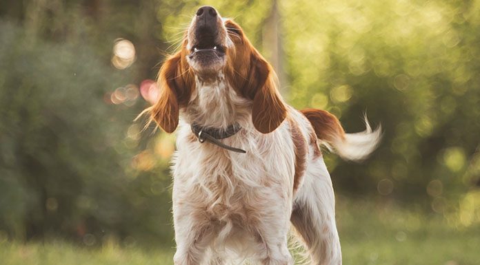 How to Stop Excessive Dog Barking-petsourcing