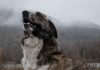 How to Teach an Old Dog New Tricks-petsourcing