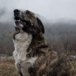 How to Teach an Old Dog New Tricks-petsourcing