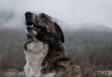 How to Teach an Old Dog New Tricks-petsourcing