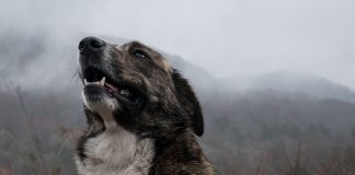 How to Teach an Old Dog New Tricks-petsourcing