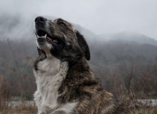 How to Teach an Old Dog New Tricks-petsourcing