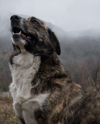 How to Teach an Old Dog New Tricks-petsourcing