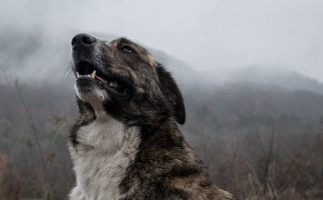 How to Teach an Old Dog New Tricks-petsourcing