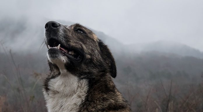 how to teach an old dog new Tricks How to Teach an Old Dog New Tricks-petsourcing