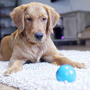 Talking Babble Ball Interactive Dog Toy-petsourcing