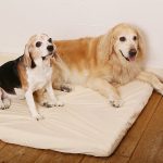 Where Should My Puppy Sleep at Night-petsourcing