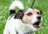 Why Do Dogs Bark, and What Do They Mean-petsourcing