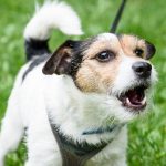 Why Do Dogs Bark, and What Do They Mean-petsourcing