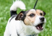 Why Do Dogs Bark, and What Do They Mean-petsourcing