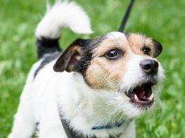 Why Do Dogs Bark, and What Do They Mean-petsourcing
