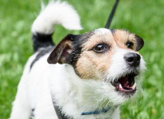 Why Do Dogs Bark, and What Do They Mean-petsourcing