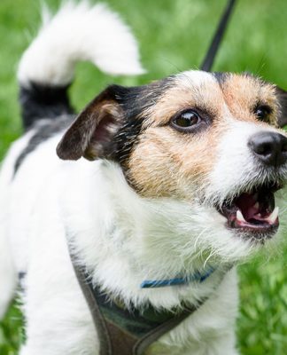 Why Do Dogs Bark, and What Do They Mean? Why Do Dogs Bark, and What Do They Mean-petsourcing