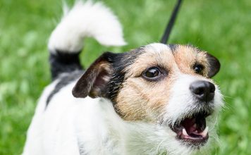 Why Do Dogs Bark, and What Do They Mean-petsourcing