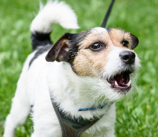 Why Do Dogs Bark, and What Do They Mean? Why Do Dogs Bark, and What Do They Mean-petsourcing