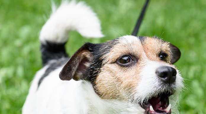 Why Do Dogs Bark, and What Do They Mean? Why Do Dogs Bark, and What Do They Mean-petsourcing