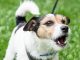 Why Do Dogs Bark, and What Do They Mean-petsourcing