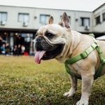 Why Does My Dog Eat Poop-petsourcing