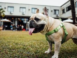 Why Does My Dog Eat Poop-petsourcing