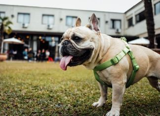 Why Does My Dog Eat Poop-petsourcing