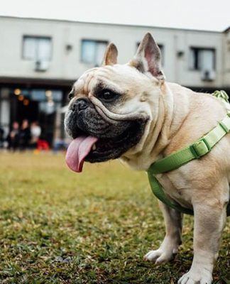 Why Does My Dog Eat Poop-petsourcing