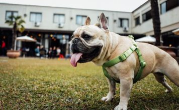 Why Does My Dog Eat Poop? Why Does My Dog Eat Poop-petsourcing