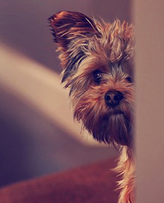 How Do I Help My Rescue Dog Feel Safe?