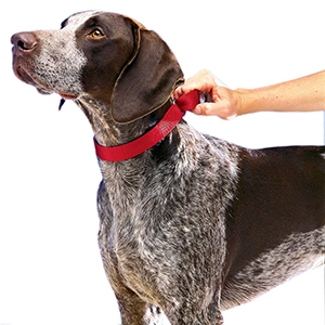 petsafe Collar-petsourcing