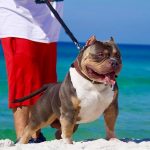5 Tips for Walking Your Dog This Summer-petsourcing