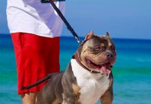 5 Tips for Walking Your Dog This Summer-petsourcing