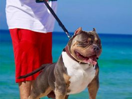 5 Tips for Walking Your Dog This Summer-petsourcing