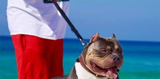 5 Tips for Walking Your Dog This Summer-petsourcing