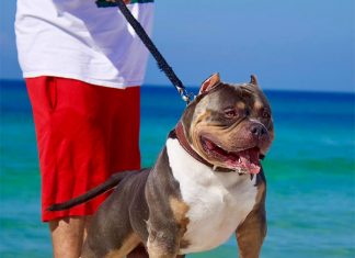 5 Tips for Walking Your Dog This Summer-petsourcing