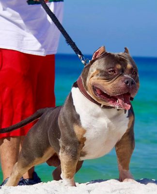 5 Tips for Walking Your Dog This Summer-petsourcing