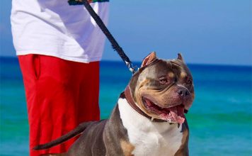 5 Tips for Walking Your Dog This Summer-petsourcing