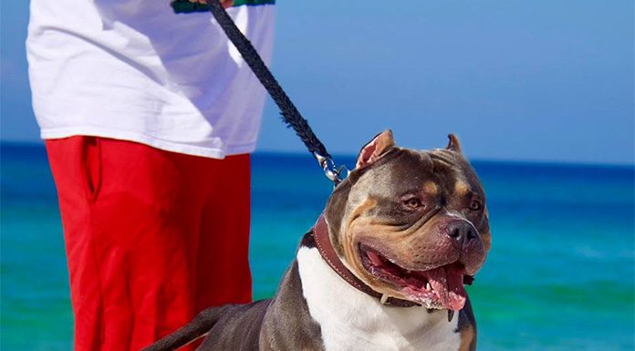 5 Tips for Walking Your Dog This Summer-petsourcing
