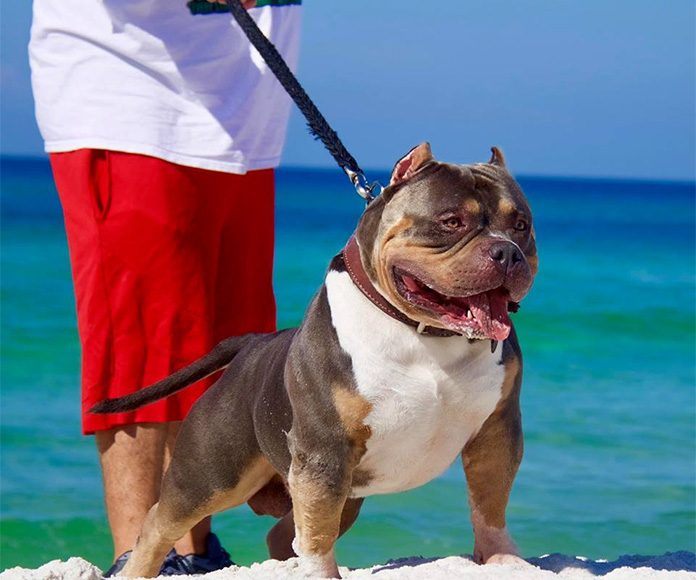 5 Tips for Walking Your Dog This Summer-petsourcing