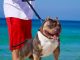 5 Tips for Walking Your Dog This Summer-petsourcing