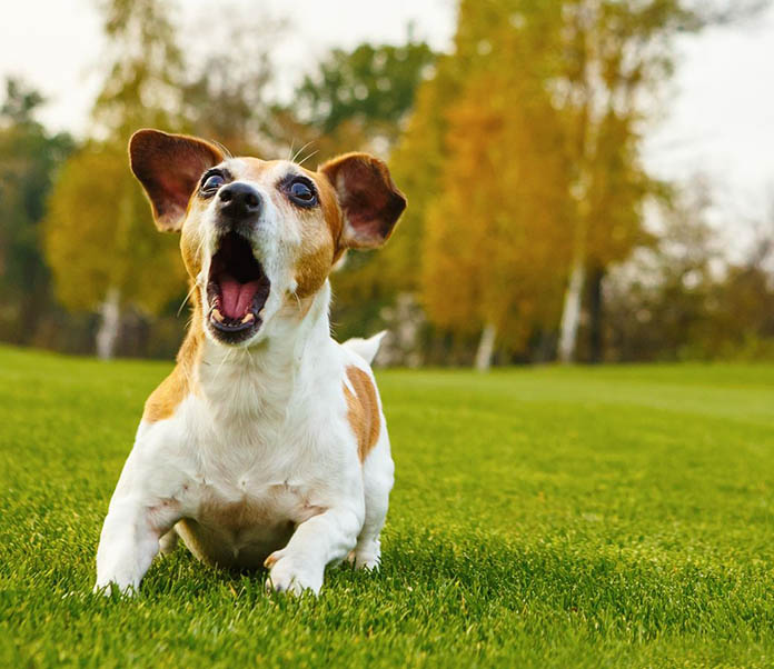 Flexi New Classic Retractable Dog Leash (Cord)-petsourcing
