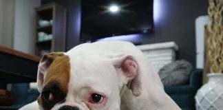 How Do Dogs Get Worms-petsourcing