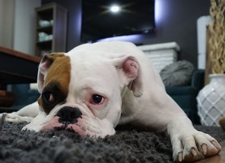 How Do Dogs Get Worms-petsourcing