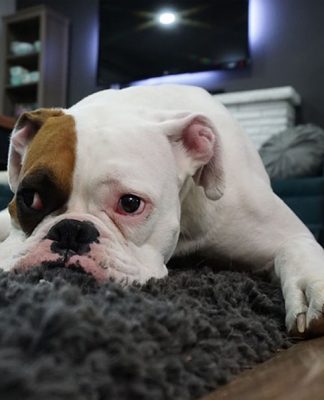 How Do Dogs Get Worms? How Do Dogs Get Worms-petsourcing