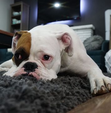 How Do Dogs Get Worms-petsourcing