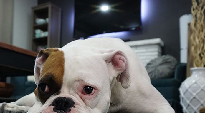 How Do Dogs Get Worms-petsourcing
