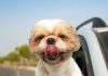 How to Go on a Road Trip With Your Dog-petsourcing