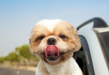 How to Go on a Road Trip With Your Dog-petsourcing