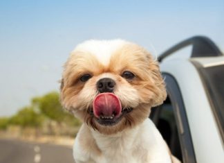 How to Go on a Road Trip With Your Dog-petsourcing