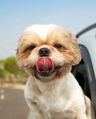 How to Go on a Road Trip With Your Dog How to Go on a Road Trip With Your Dog-petsourcing